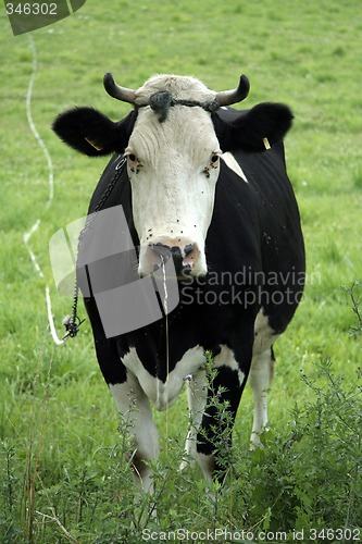 Image of black cow