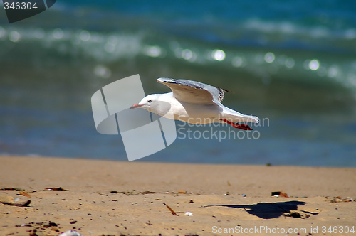 Image of flying seagull