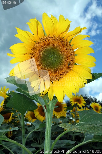 Image of sunflower