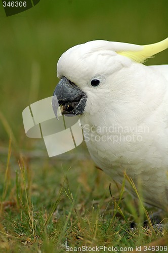 Image of white cockatoo