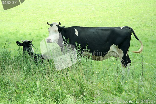 Image of cows