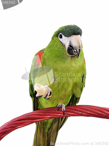 Image of Miniature Noble Macaw 107