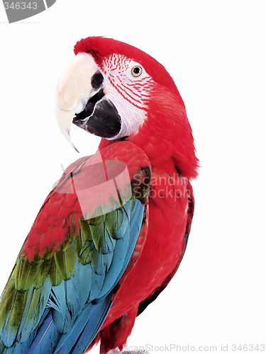 Image of Green Wing Macaw 117