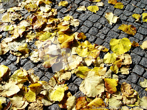 Image of fall on cobblestone