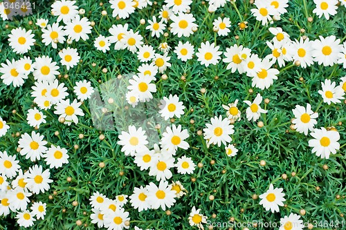 Image of Camomile meadow