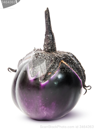 Image of Single round ripe eggplant