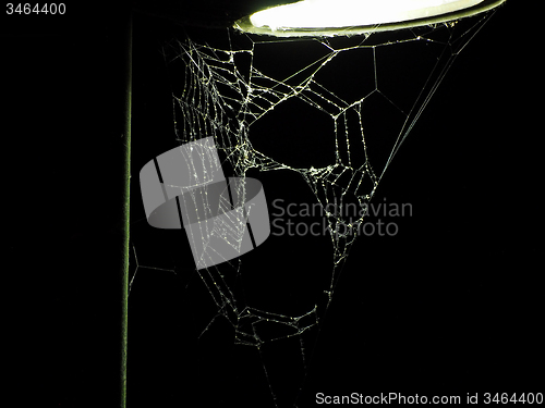 Image of Spider web