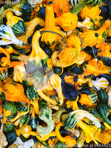 Image of Colorful decorative gourds