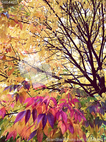 Image of Purple and golden trees in autumn