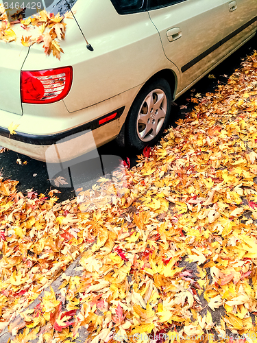 Image of Car and golden maple leaves