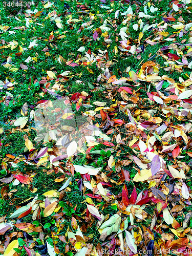 Image of Colorful autumn leaves on green grass