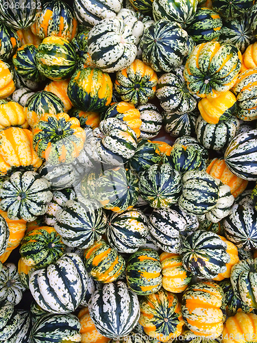 Image of Variety of carnival squash