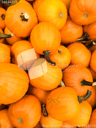 Image of Bright orange pumpkins