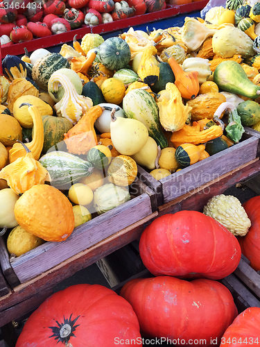 Image of Colorful variety of squashes at the market