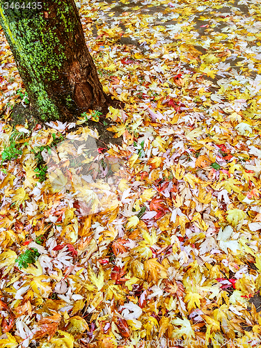 Image of Mossy tree and golden autumn leaves