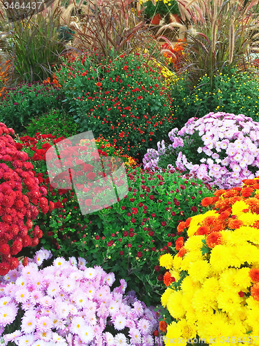 Image of Colorful autumn chrysanthemums