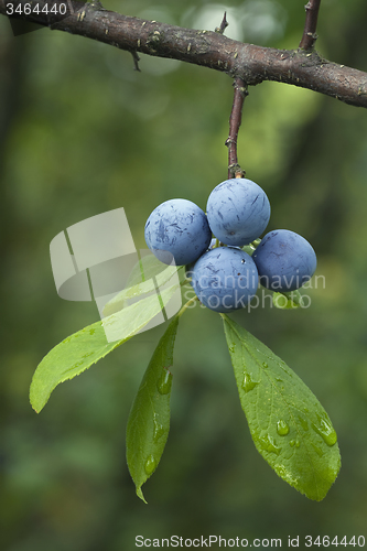 Image of Prunus Spinosa
