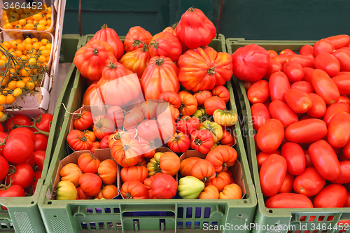 Image of Organic Tomato