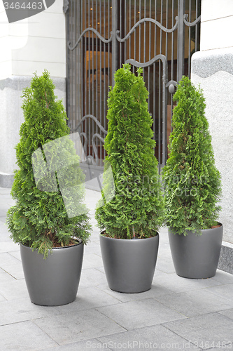 Image of Trees in Pots