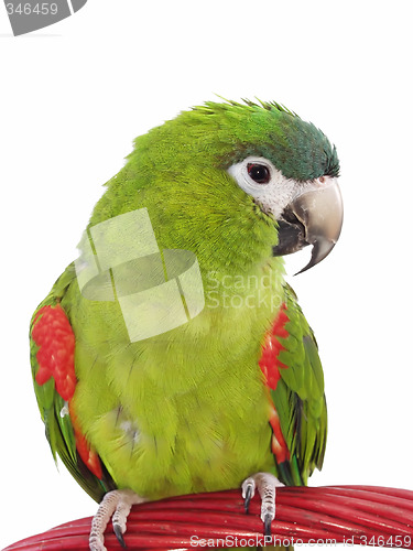 Image of Miniature Noble Macaw 102