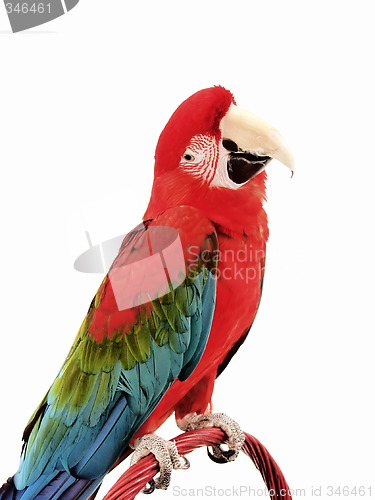 Image of Green Wing Macaw 120