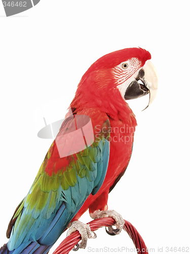 Image of Green Wing Macaw 121