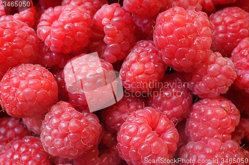 Image of fresh berries Raspberry European, Rubus idaeus  