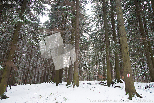 Image of Romantic show forest