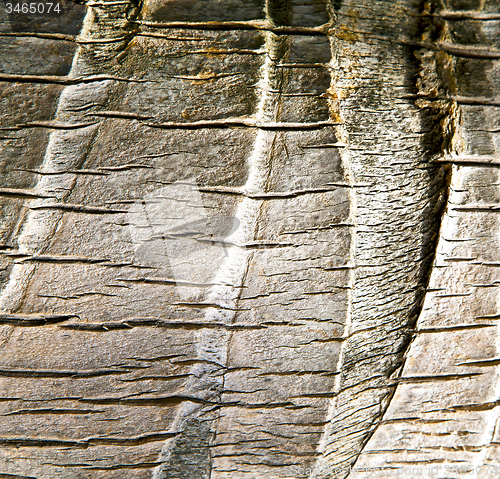 Image of bark  kho   bay asia in isle white   tree    thailand  