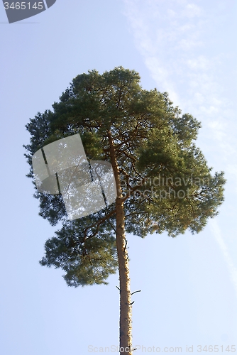 Image of pine (Pinus sylvestris)