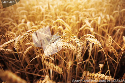 Image of field of ripening wheat ears or rye spikes