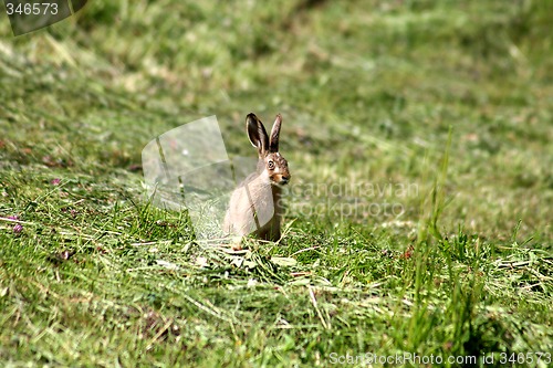 Image of Young Rabbit