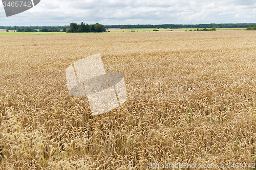 Image of field of ripening wheat ears or rye spikes