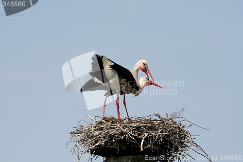 Image of Storks