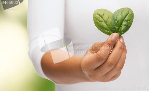 Image of closeup woman hand with green sprout