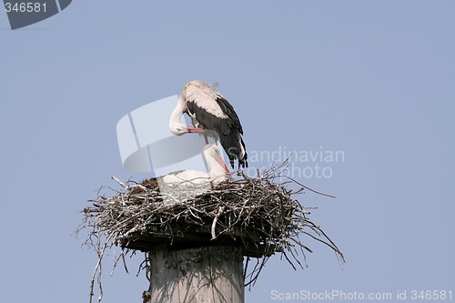 Image of Storks