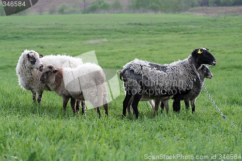 Image of Sheep