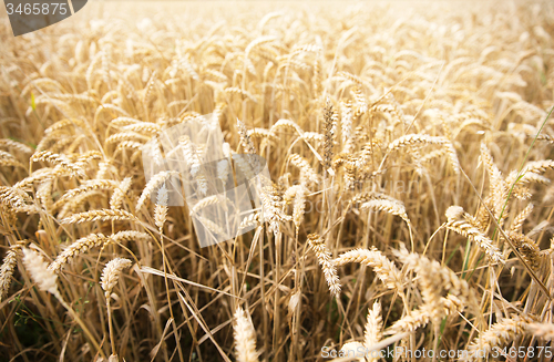 Image of field of ripening wheat ears or rye spikes