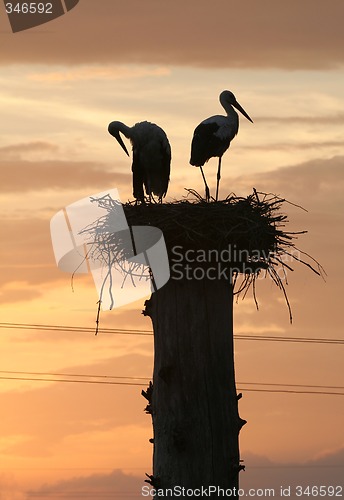 Image of Storks