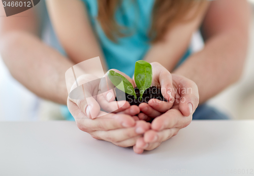 Image of close up of father and girl hands holding sprout