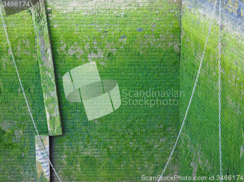Image of Green moss