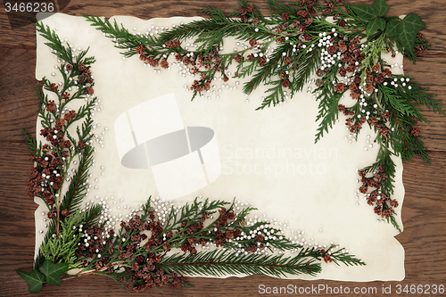 Image of Cedar Cypress and Fir Border