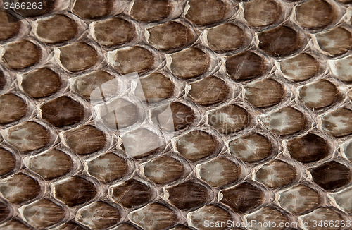 Image of Snake skin.