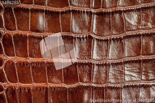 Image of Crocodile skin