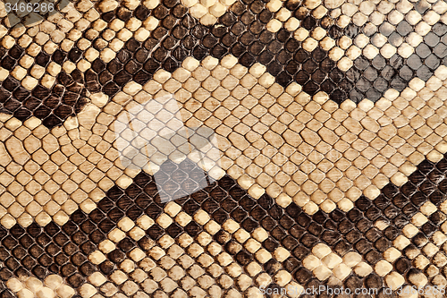 Image of Snake skin.
