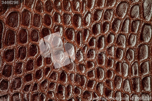 Image of Snake skin.