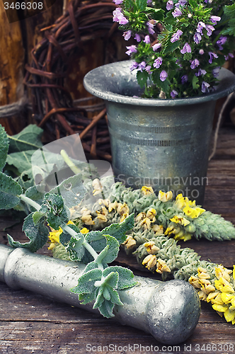 Image of harvesting of medicinal herbs