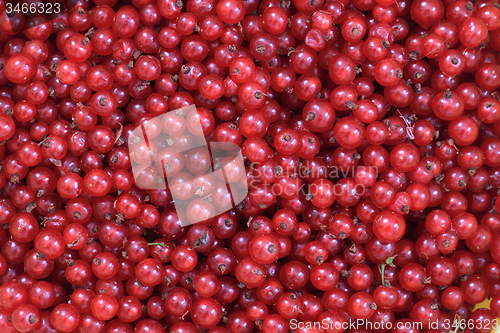 Image of red currant background