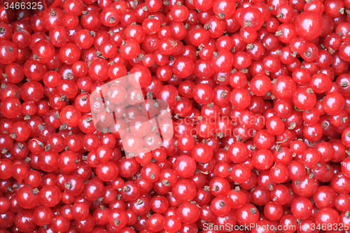 Image of red currant background