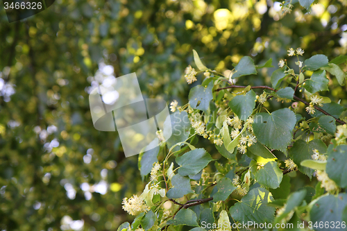 Image of basswood flowers background